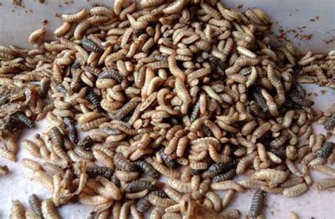 Maggot Bisa Urai Sampah Organik Dan Anorganik Satu Berbanding Dua