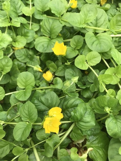 Lysimachia nummularia - The Beth Chatto Gardens