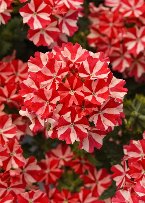 Verbena Firehouse Peppermint - Ball