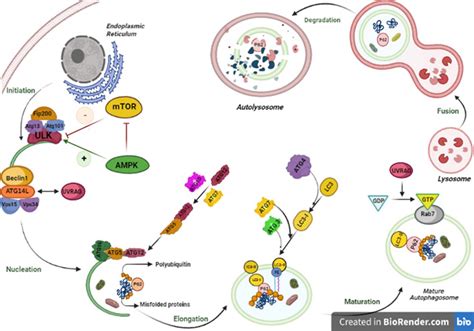 Autophagy Pathway Is Performed In Five Steps From Initiation To Fusion