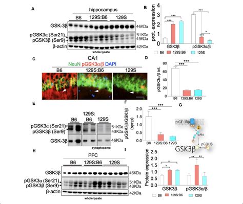 Gsk3β Activity In The B6 129sb6 And 129s Brain A Representative