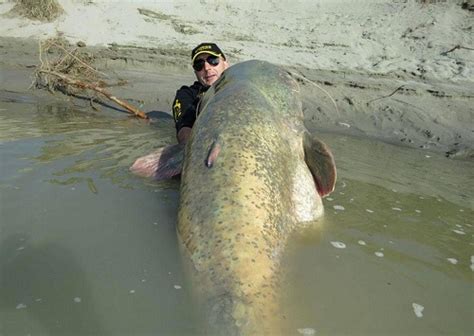 New Record Italian Captures The Biggest CATFISH Ever Seen Weighs 280