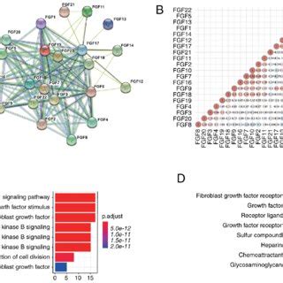 Related gene analysis and pathway function prediction of FGF gene ...