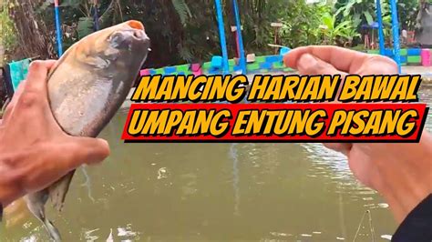 MANCING HARIAN BAWAL UMPAN ENTUNG PISANG ATAU ULAT DAUN PISANG NOLNIL