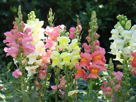 Dominance Flower Incomplete Photo Snapdragon