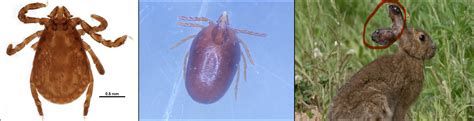 4 Types Of Ticks Found In British Columbia Id Guide Nature Blog