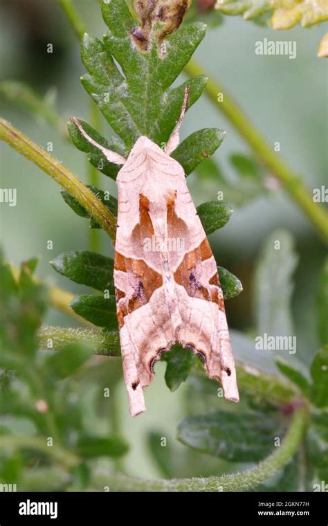 Angle Shades Moth Phlogophora Meticulosa Sussex Uk Stock Photo Alamy