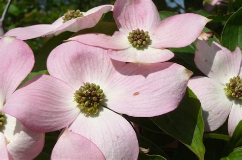 Cornus x 'Stellar Pink™' | Stellar Pink™ Dogwood | Evans Nursery