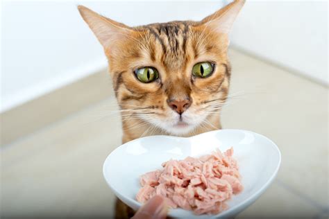 ¿pueden Los Gatos Comer Atún