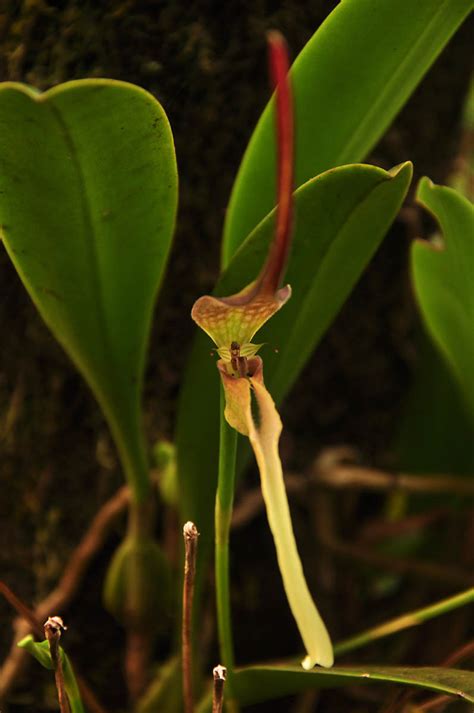 Bulbophyllum Antenniferum Orchidaceae Image At Phytoimages Siu Edu