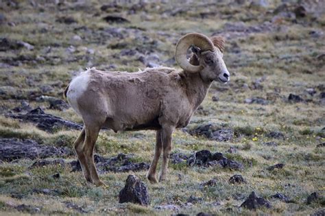 Bighorn Sheep From Arapaho Roosevelt National Forests Pawnee National