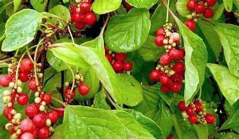 Лимонник китайский - фото, лечебные свойства и противопоказания