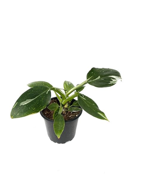 Philodendron 'White Wizard' P12 - Viherkasvit.net