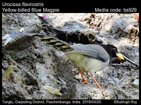 Urocissa Flavirostris Blyth Yellow Billed Blue Magpie Birds