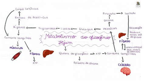 Mapa Mental Metabolismo Do Glicog Nio Em Jejum Bioqu Mica I