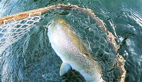 Sea Run Cutthroat Trout - All-Waters Fly Fishing and Guide Service