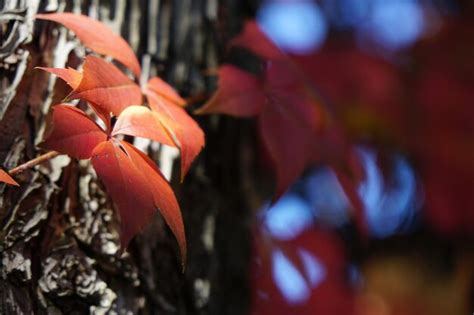 Premium Photo Close Up Of Autumn Leaves On Tree