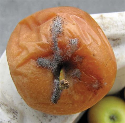 preventing storage rots good fruit grower