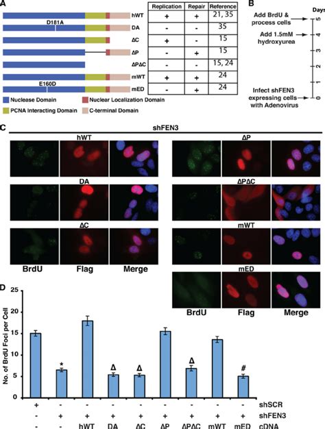 The Gap Endonuclease Activity And C Terminus Of Fen Are Essential To