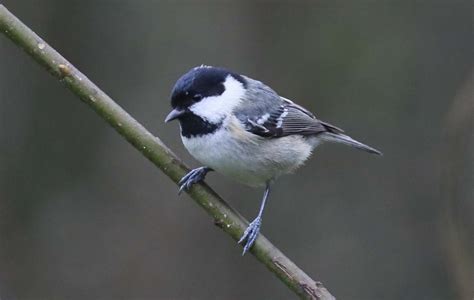 Tuesday 13th February 2024 Cornwall Birds CBWPS