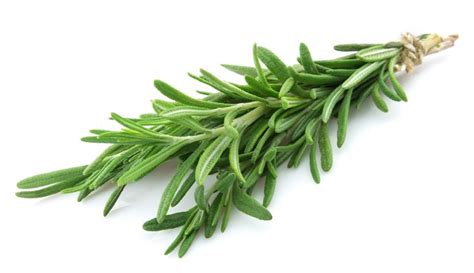 13 Effective Health Benefits Of Rosemary Herb Yabibo