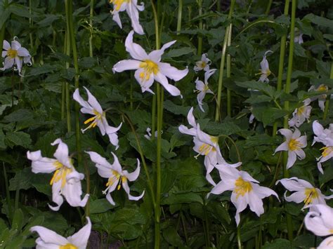 PrairieTide: Pacific Northwest Wildflowers