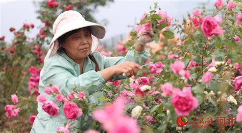 特色种植开出致富“幸福花”