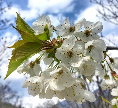 Come Riconoscere 6 Alberi Da Frutto Dai Loro Fiori