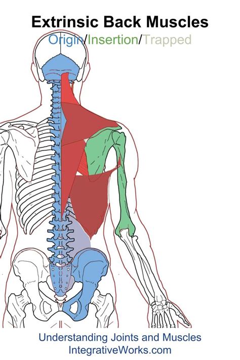 Extrinsic Back Muscles Functional Anatomy Integrative Works