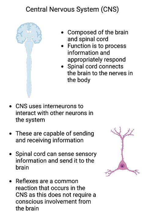 Determining Functions Of Nervous System Components By Analyzing Models