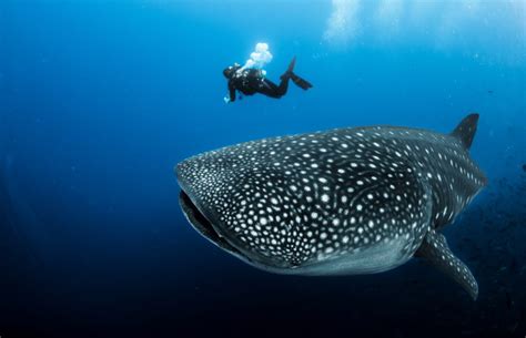 Los Mejores Lugares Para Bucear Y Nadar Con Tiburones Ballena