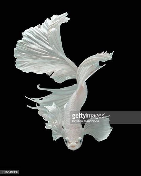 8 Butterfly Platinum Ogon Live Koi Fish Pond Garden Bkd Artofit