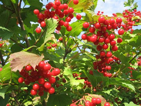 Плодовые сорта калины. Названия с описаниями и фото — Ботаничка