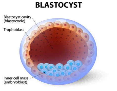 Understanding Embryo Grading - Genesis Fertility New York