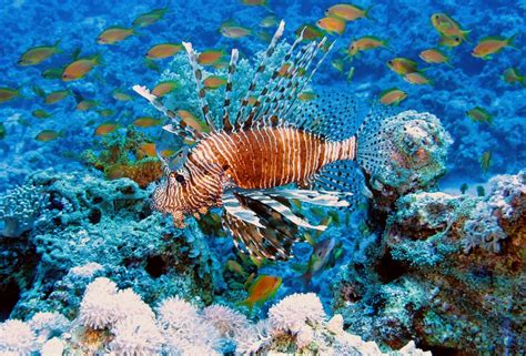 images underwater harbour coral reef invertebrate aquarium