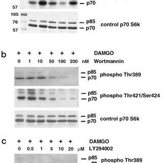 Damgo Induced Phosphorylation Of Akt At Ser Is Blocked By Pi K