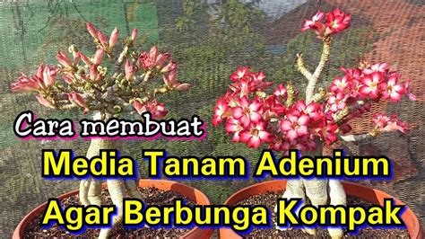 Cara Membuat Media Tanam Adenium Yang Baik Agar Adenium Berbunga Banyak