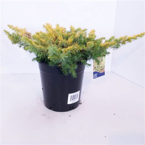 Juniperus All Gold