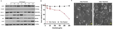 Cells Free Full Text Comprehensive Molecular Landscape Of Cetuximab