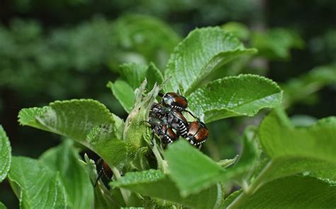 Two Ingredient Japanese Beetle Spray — Pass Health Foods