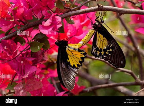 Two Butterflies Mating Indonesia Stock Photo Alamy