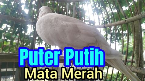 Pancingan Puter Putih Mata Merah YouTube