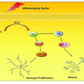 Induction By Pro Inflammatory Factors And Toxic Substances Can