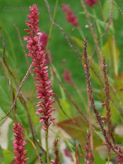 Plantfiles Pictures Mountain Fleece Orange Field Persicaria