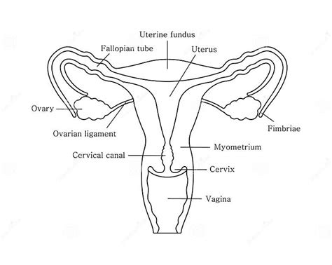 Female Reproductive System In Line Style Reproductive System With