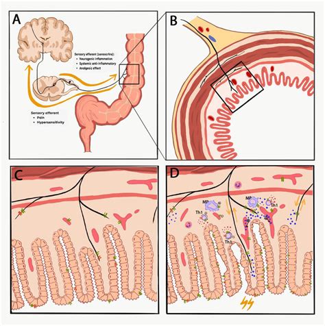 The Complex Interactions Of Trpv1 And Trpa1 And Their Virtually