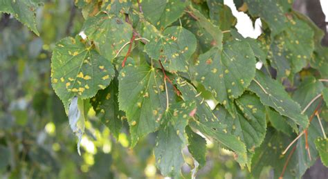 Understanding And Combating Anthracnose A Guide For Maryland Virginia