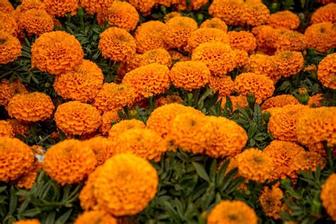 Marigolds. Cempasuchil Seeds tagetes Erecta 20 Seeds - Etsy