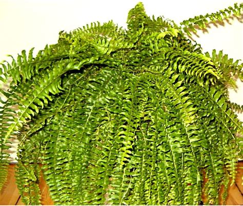 Папоротник комнатный (Много фото) - treepics.ru