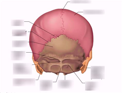 skull back Diagram | Quizlet